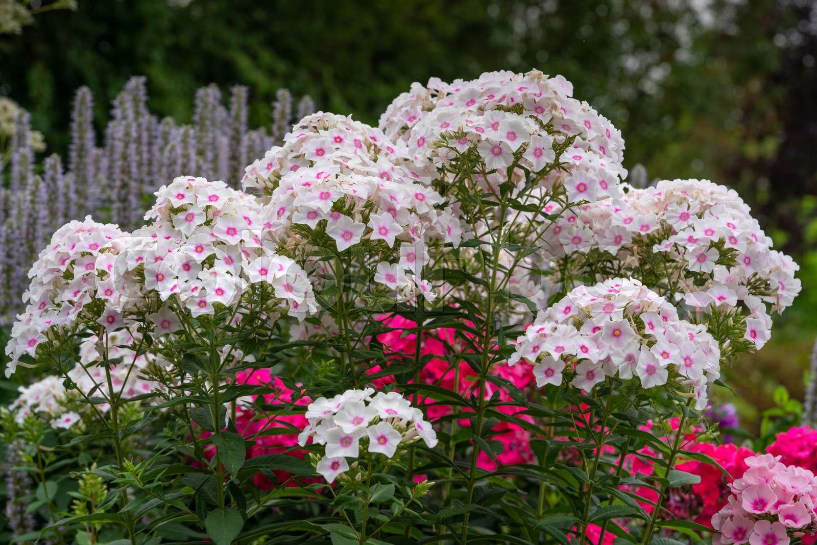 Garden Phlox (Phlox paniculata)